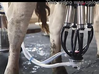 Sperma suami yang sedang menyusui diisi dengan susu oleh mesin
